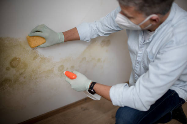 Crawl Space Mold Removal in Tennessee Ridge, TN