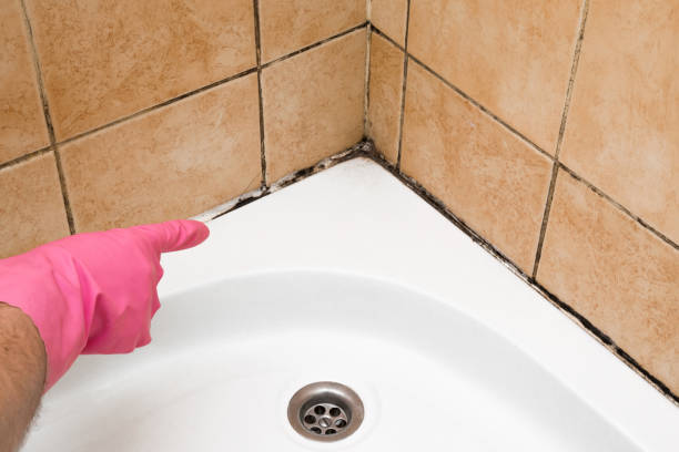 Best Attic Mold Removal  in Tennessee Ridge, TN